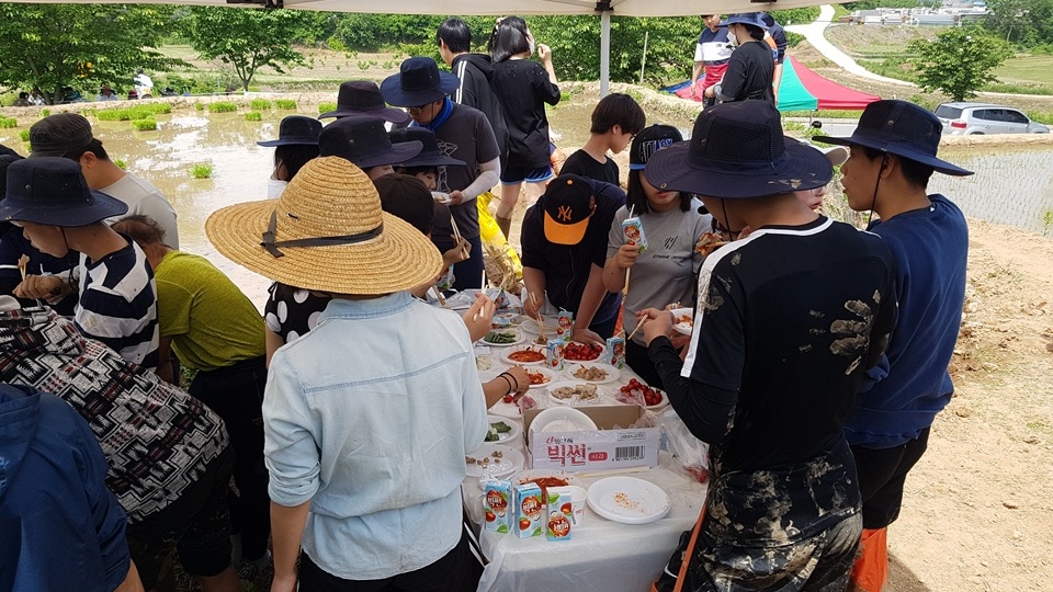 모심기의 백미는 바로 중간 새참 시간이다. 이날 새참은 주진익 교장이 새벽 학교에 나와 직접 삶은 수육과 학교 텃밭에서 키운 상추와 주민들의 방울토마토 등 특별한 새참이 준비됐다.
