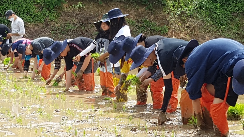 모심기 좋은 25일 오전 금마중학교(교장, 주진익) 전교생 48명과 선생님, 지역주민 등 70여 명이 지난해에 이어 손모내기에 다시 나섰다. 학생들이 진지한 모습으로 손모내기를 하고 있다.