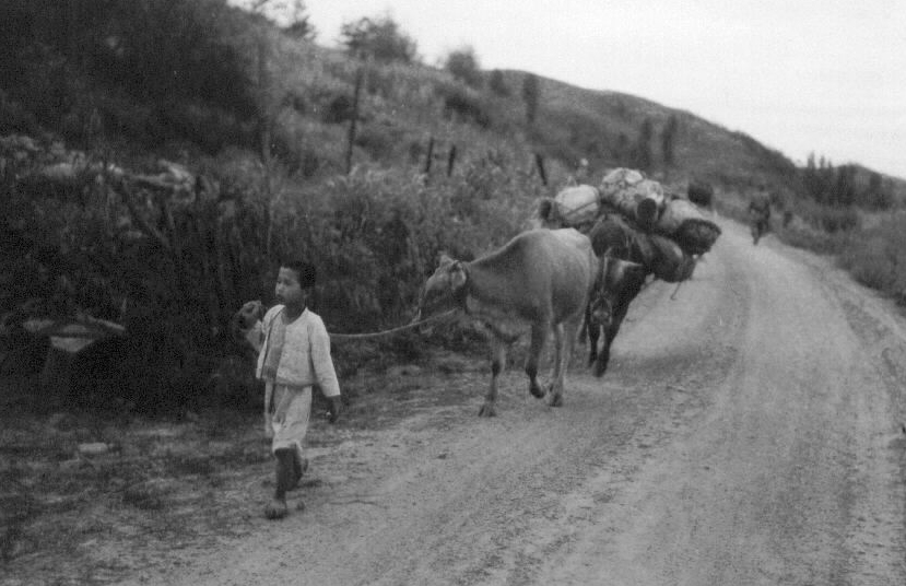 1951. 8. 20. 마곡리, 한 소년이 소를 몰고 유유자적 피란길을 떠나고 있다.