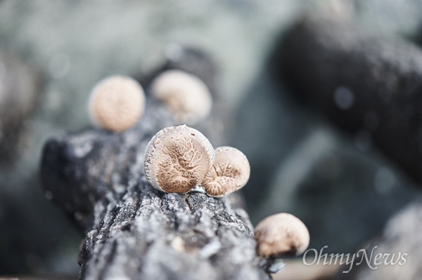원목 재배는 항공방제를 하지 않은 산에서 참나무 류를 벌목한 다음 절단, 건조 과정을 거치 나무에 표고버섯 균을 접종해 버섯을 얻는다. 11월 전후에 벌목한 것을 최고로 친다고 한다.