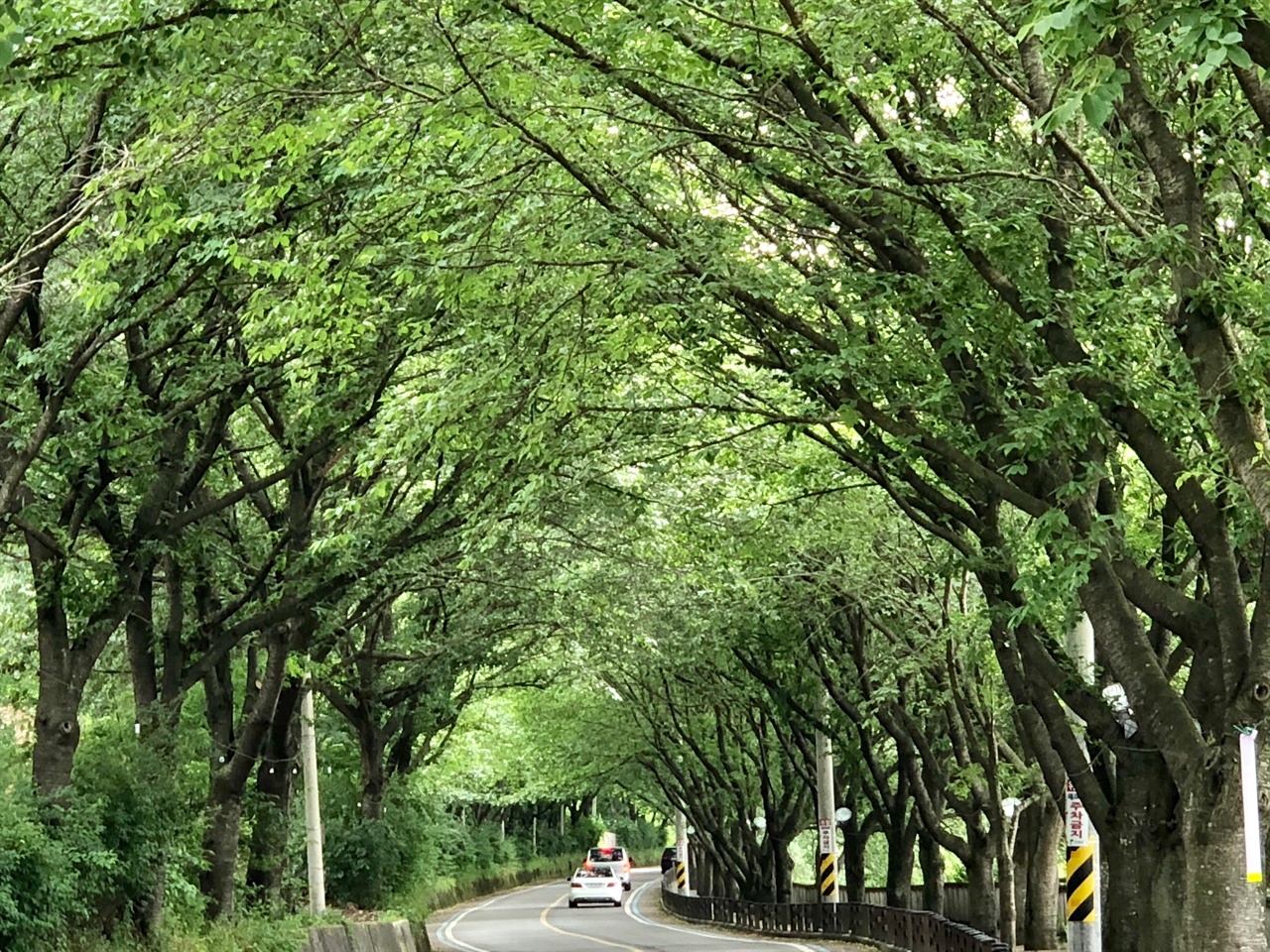 섬진강 벚나무 숲길