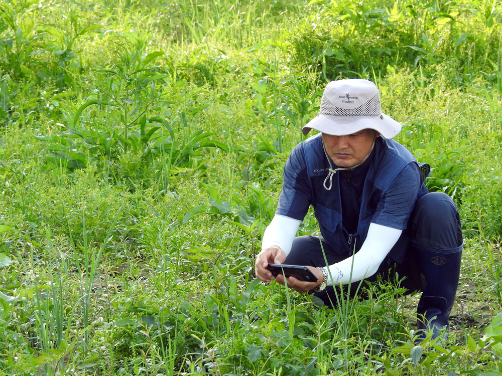 유진수 금강유역환경회의 사무처장이 세종보 상류에서 식물을 관찰하고 있다. 