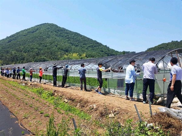 경남교육청 공무원들은 6월 1일 고성군 하일면에서 농촌 일손 돕기를 벌였다.