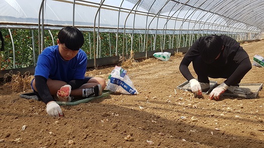  학생들이 제법 진지한 모습으로 쪽파를 심고 있다. 쪽파는 거꾸로 심지만 않으면 잘 자란다. 물론 수시로 물을 주어야 한다. 