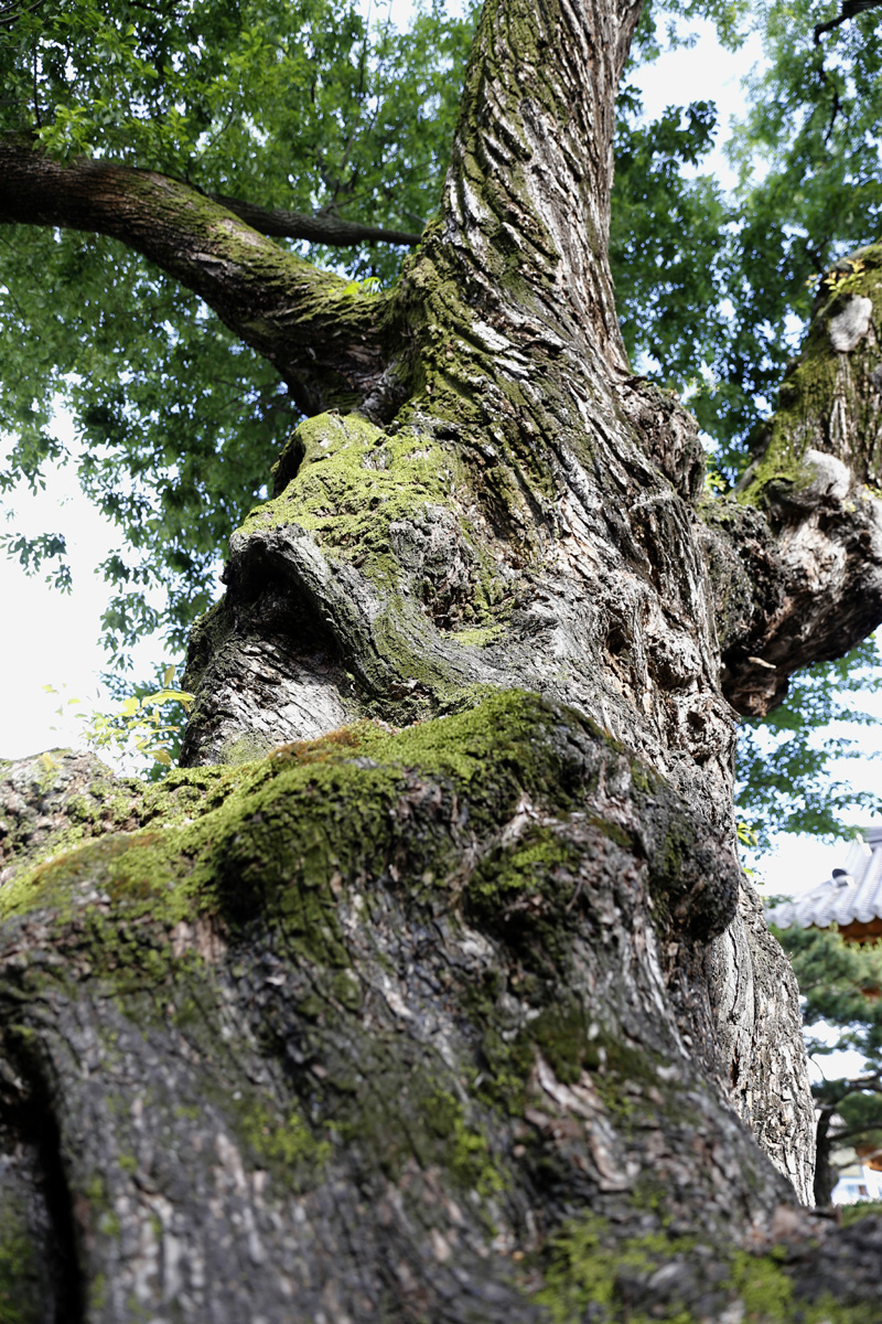 세월의 더께가 묻어나는 왕버들나무의 위용. 나무의 둥치가 굵고 깊게 파여 있어 한눈에 봐도 세월을 짐작할 수 있다. 