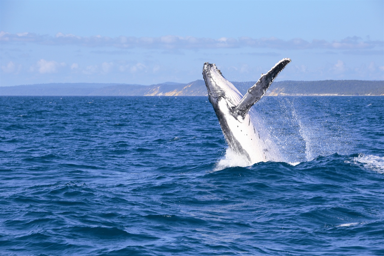선샤인코스트 푸른 바다 위로 솟구치는 거대한 고래.