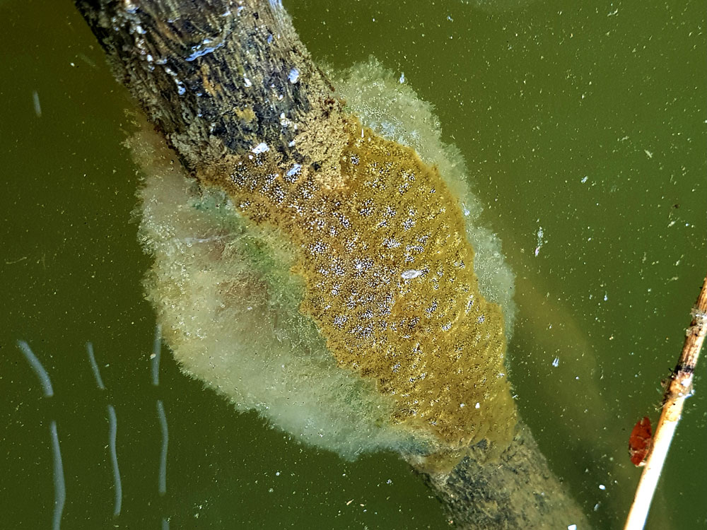 탁한 물속에 죽은 나뭇가지에 큰빗이끼벌레가 군체로 성장하고 있다.