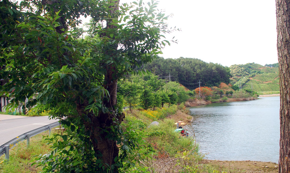  충남 공주시 정안면 고성리 정안저수지 주변으로 수장 위기에서 옮겨 심은 벚나무들이 자라고 있다. 