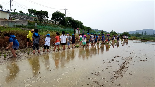  창녕 대합초등학교 학생 50여명이 대합면 주매마을에서 모내기를 하고 있다.