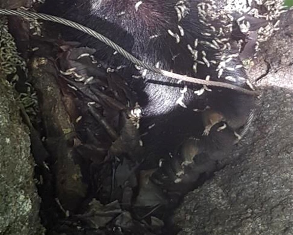 6월 14일 광양 백운산에서 올무에 걸려 죽은 채 발견된 반달가슴곰 KM-55.