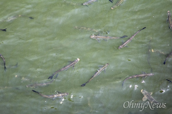 6월 16일 낙동강과 함안 광려천 합류지점 쪽에 녹조가 발생한 가운데 물고기들이 물 밖으로 입을 벌리는 현상을 보였다.