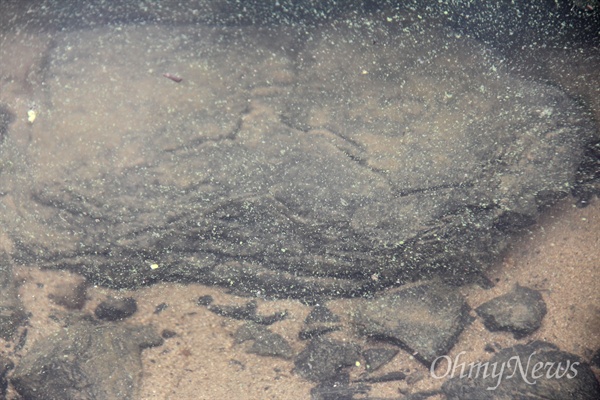 낙동강 합천창녕보 상류에 있는 합천 율지교 아래에 6월 16일, 녹조 알갱이들이 보인다.