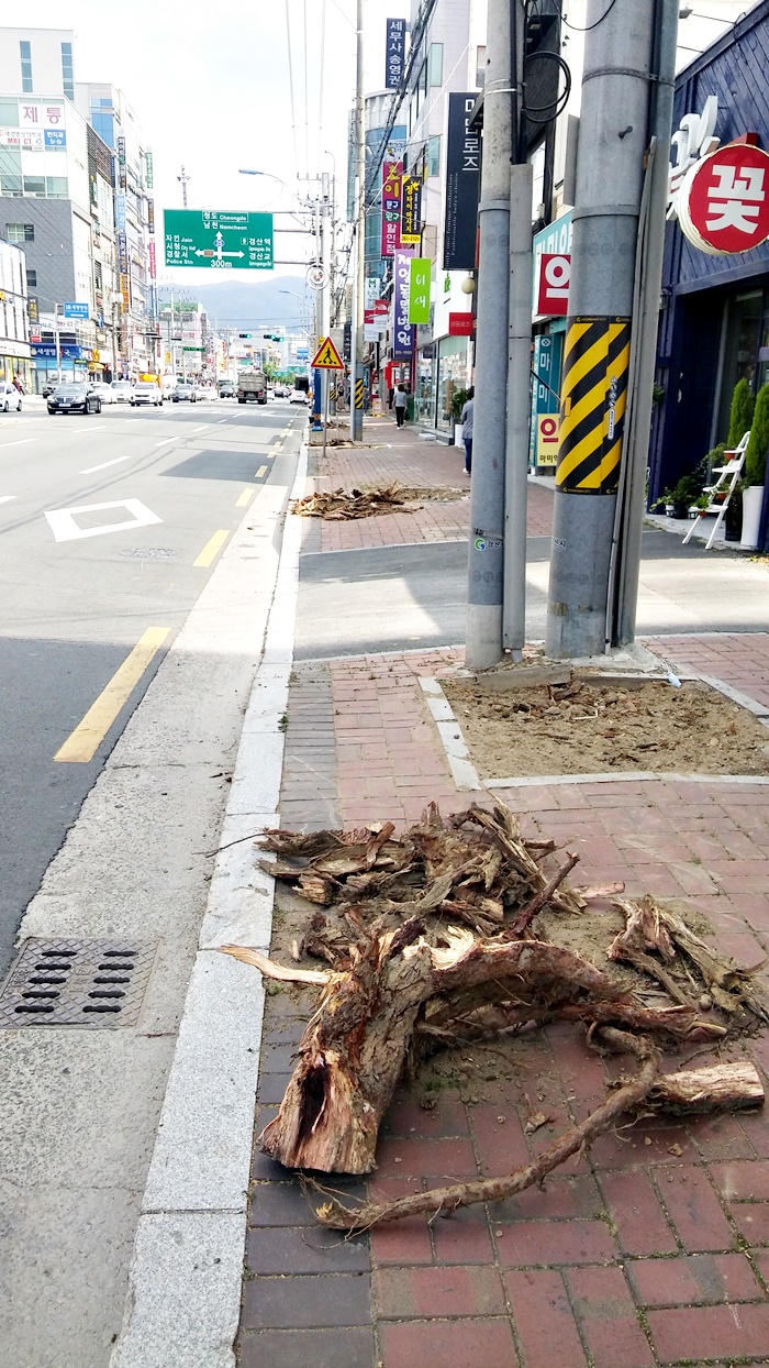 가로수가 뿌리째 뽑혀 나가고 사각박스 모양의 공간만 덩그러니 남았다. 뙤약볕이 내리쫴는 여름날 그늘이 완전히 사라졌다. 