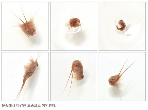 온갖 모습으로 헤엄을 치는 긴꼬리투구새우