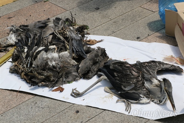  안동댐에서 18일 오전 발견된 왜가리 사체와 금방 죽을 것처럼 힘이 빠진 왜가리 한 마리.