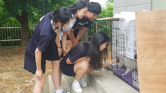  삽교고등학교 학생들이 임시보호중인 길고양이 호식이를 살펴 보고 있다. 