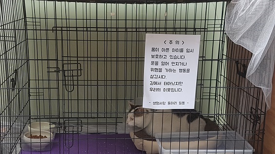  학교 한쪽에는 길고양이 임시보호소가 마련되어 있다. 