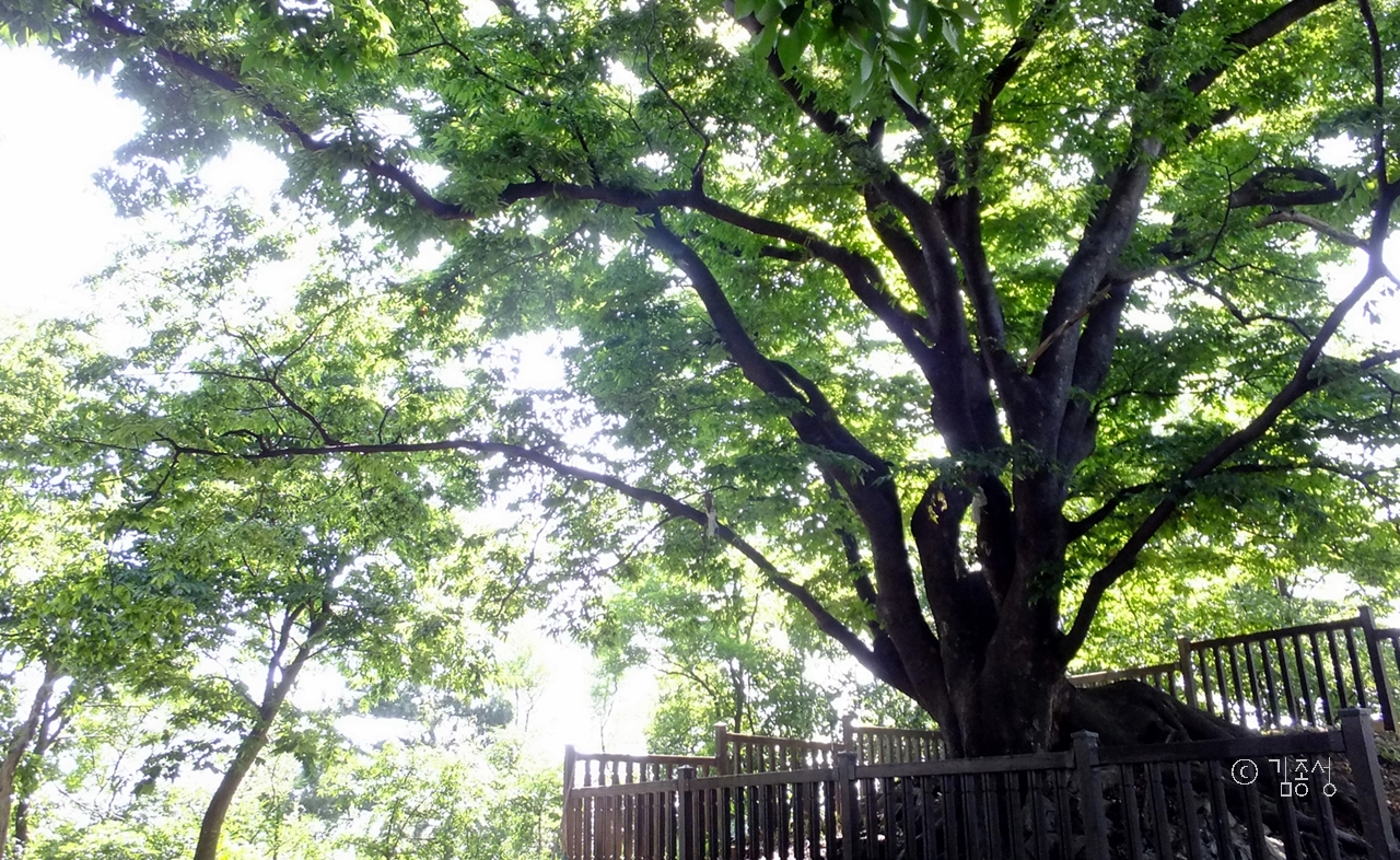 군자봉 꼭대기에 사는 품 넓은 느티나무. 