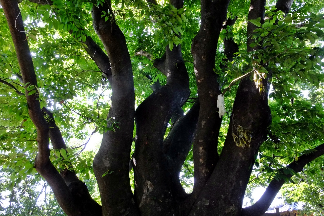 성황목의 포스가 느껴지는 느티나무. 