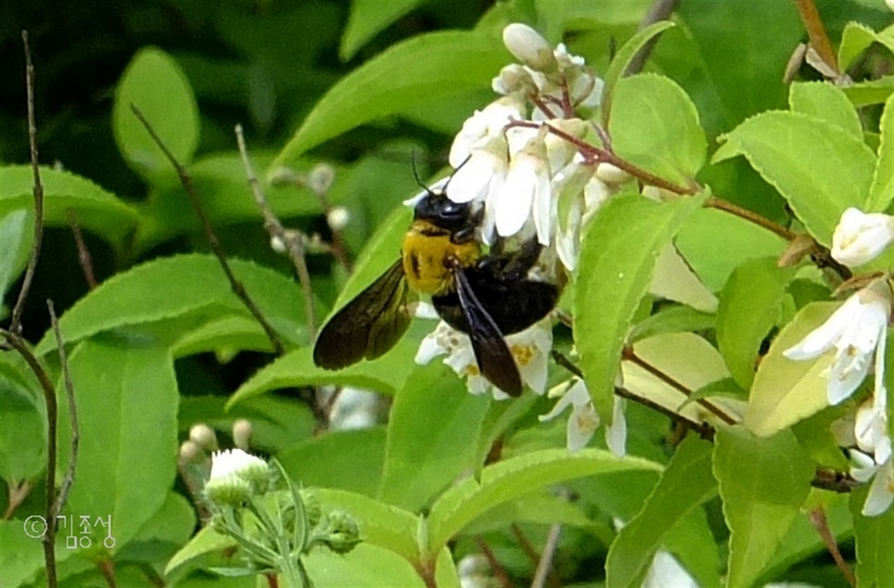 맛나게 꿀을 먹는 곤충들.  