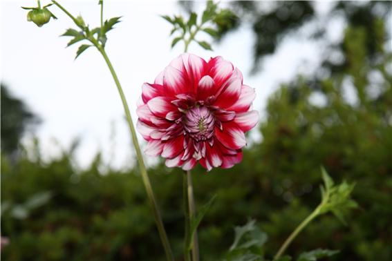 달리아             달리아는 여름 꽃이다.
요즘은 흔히 보기 어려운 꽃이다.