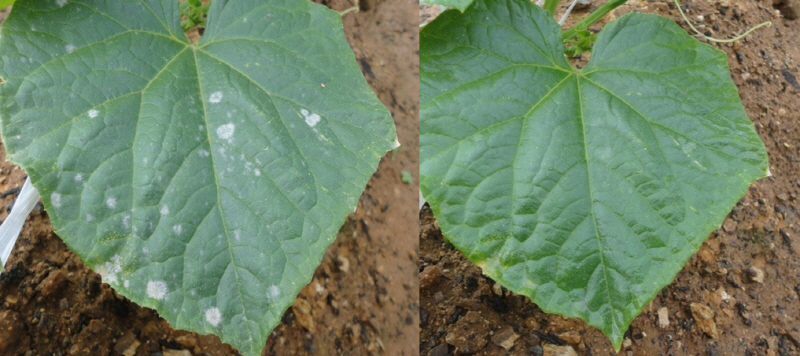 오이에 발생한 흰곰팡이병(왼쪽)은 난황유로 방제할 수 있다(오른쪽)