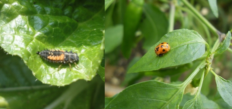 무당벌레의 유충(왼쪽)과 번데기(오른쪽)