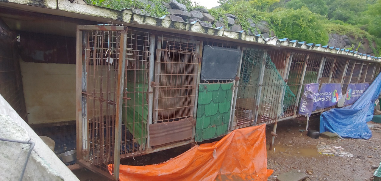 전남 여수에서 애견샵을 운영하는 한 업자가 동물학대를 일삼은 불법 무허가 번식장의 모습