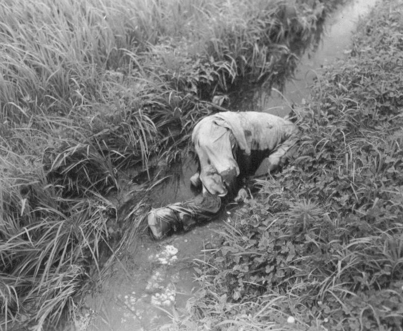 1950. 7. 29. 경북 영덕, 한 인민군이 논두렁 수로에 머리를 막은 채 죽어 있다.