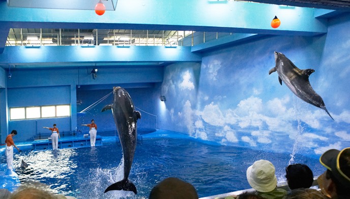 울산 남구 장생포고래생태체험관에서 점프 시범을 보이고 있는 큰돌고래. 환경단체는 돌고래쇼 중단을 요구하고 있다 




