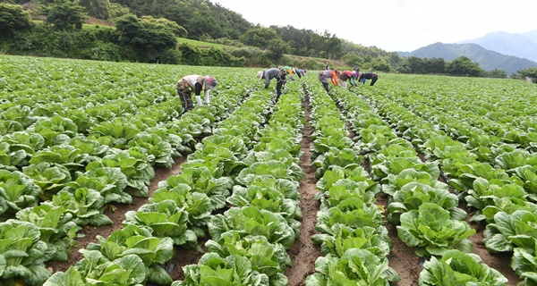 거창군 고제면 남덕유산 자락 지경마을의 배추밭.