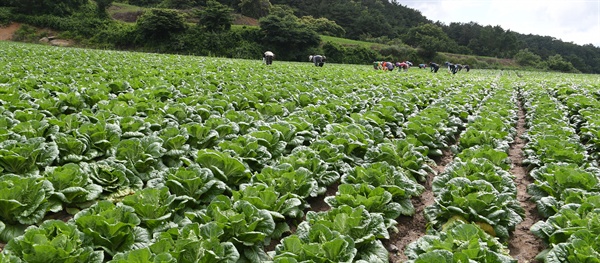 거창군 고제면 남덕유산 자락 지경마을의 배추밭.