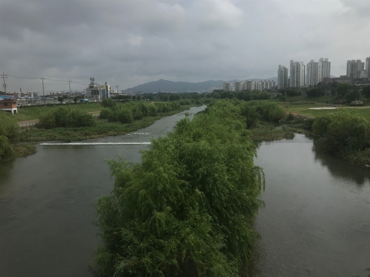 로드킬이 발생한 유등천의 모습 .