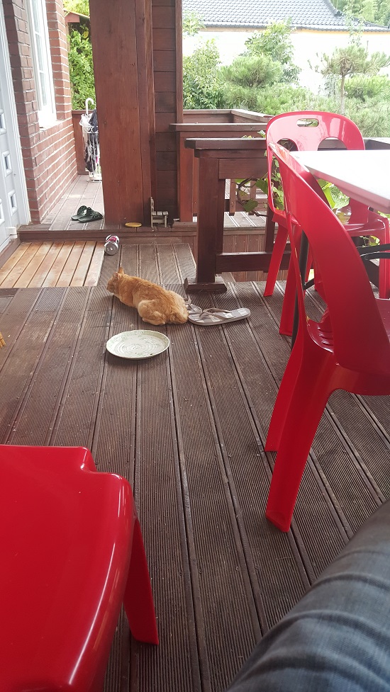노랑 길고양이가 먹이를 먹고는 검정 길고양이 대신 현관문 앞을 차지하고 있다 