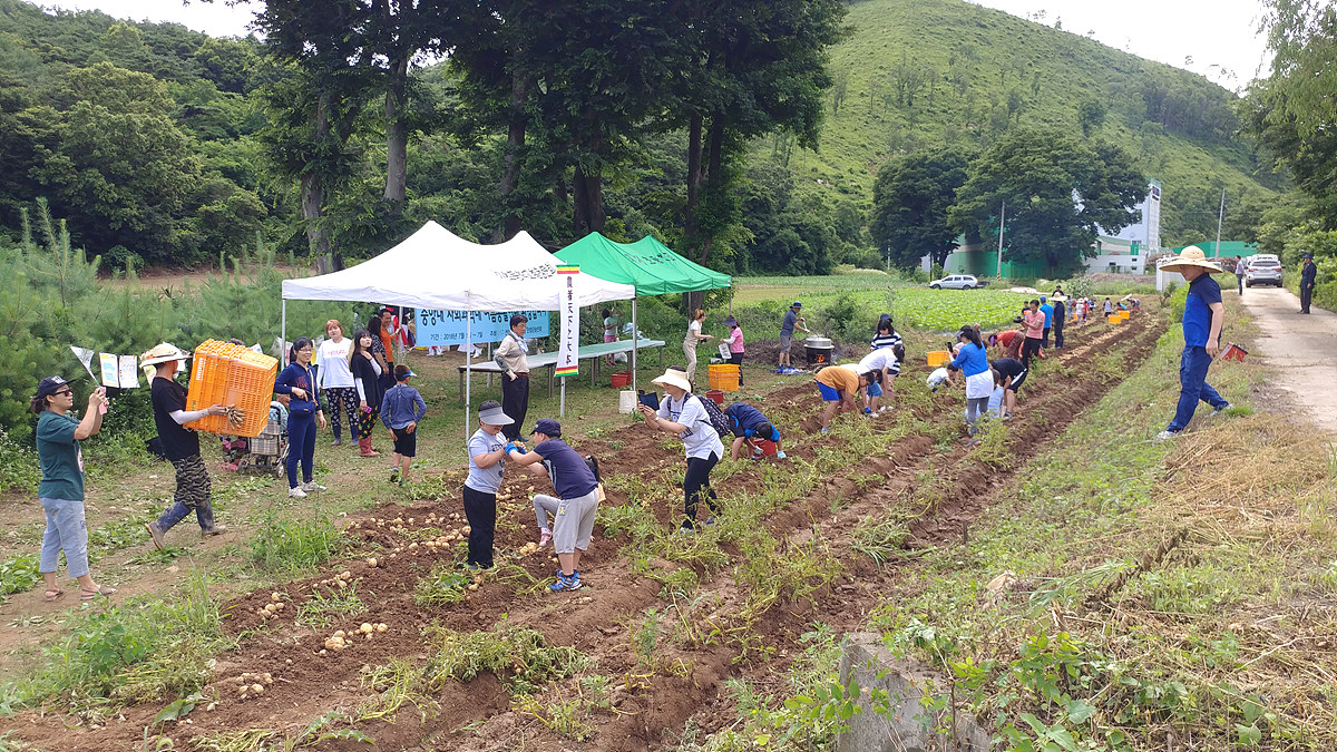 4월 초에 학부모 농민교사들, 학생, 교직원들이 심은 1백평 감자를 온마을 사람들이 모여 함께 수확하고 있다.
