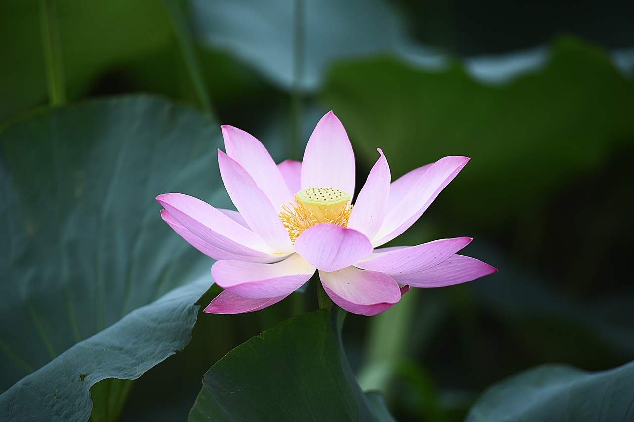진흙탕 속에서 신비로운 꽃을 피우는 연꽃은 불교에서는 석가모니의 상징으로, 성리학에서는 도학자의 상징으로 간주된다. 