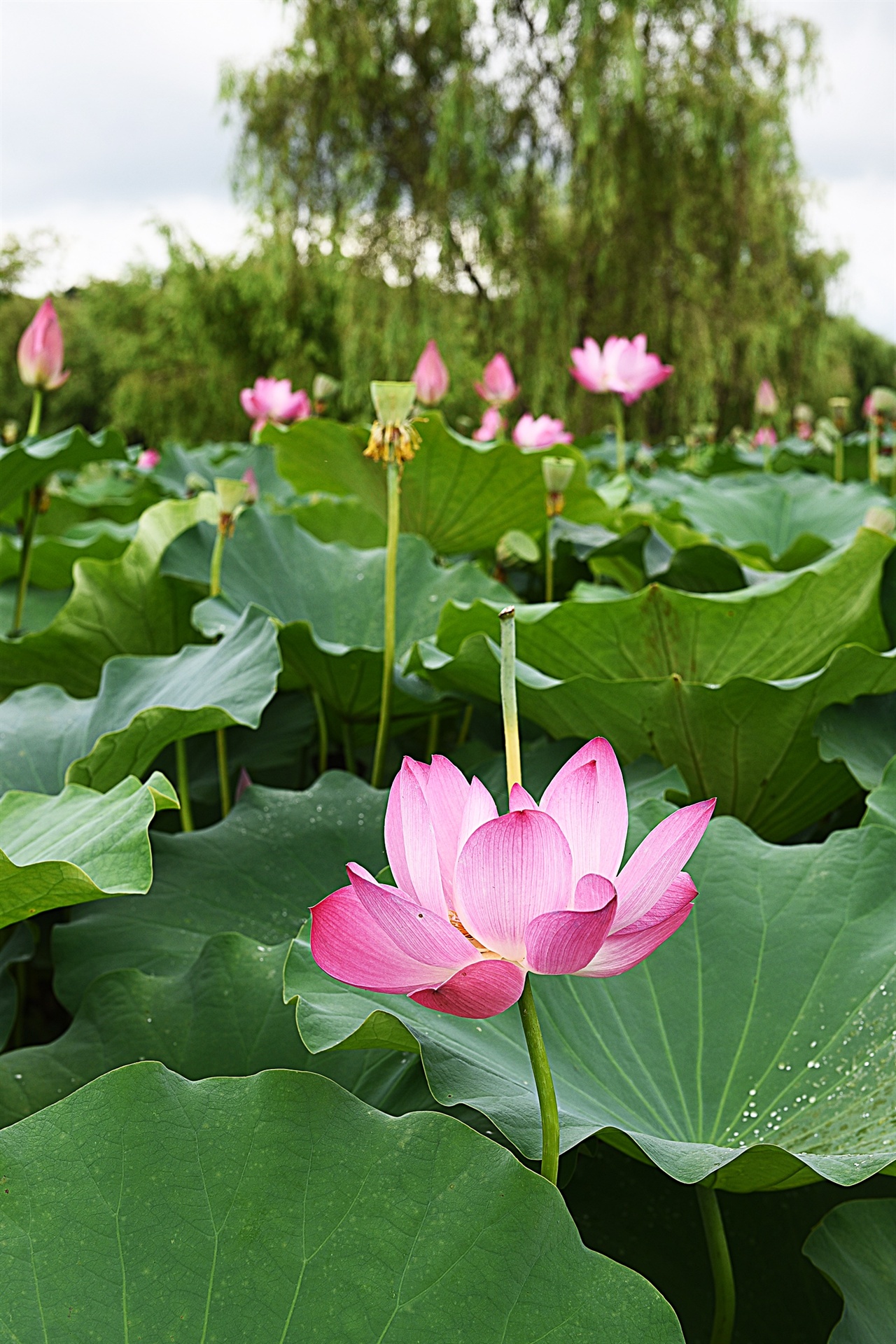 우리나라에서 가장 오래된 인공 연못 궁남지 연꽃 단지의 홍련 