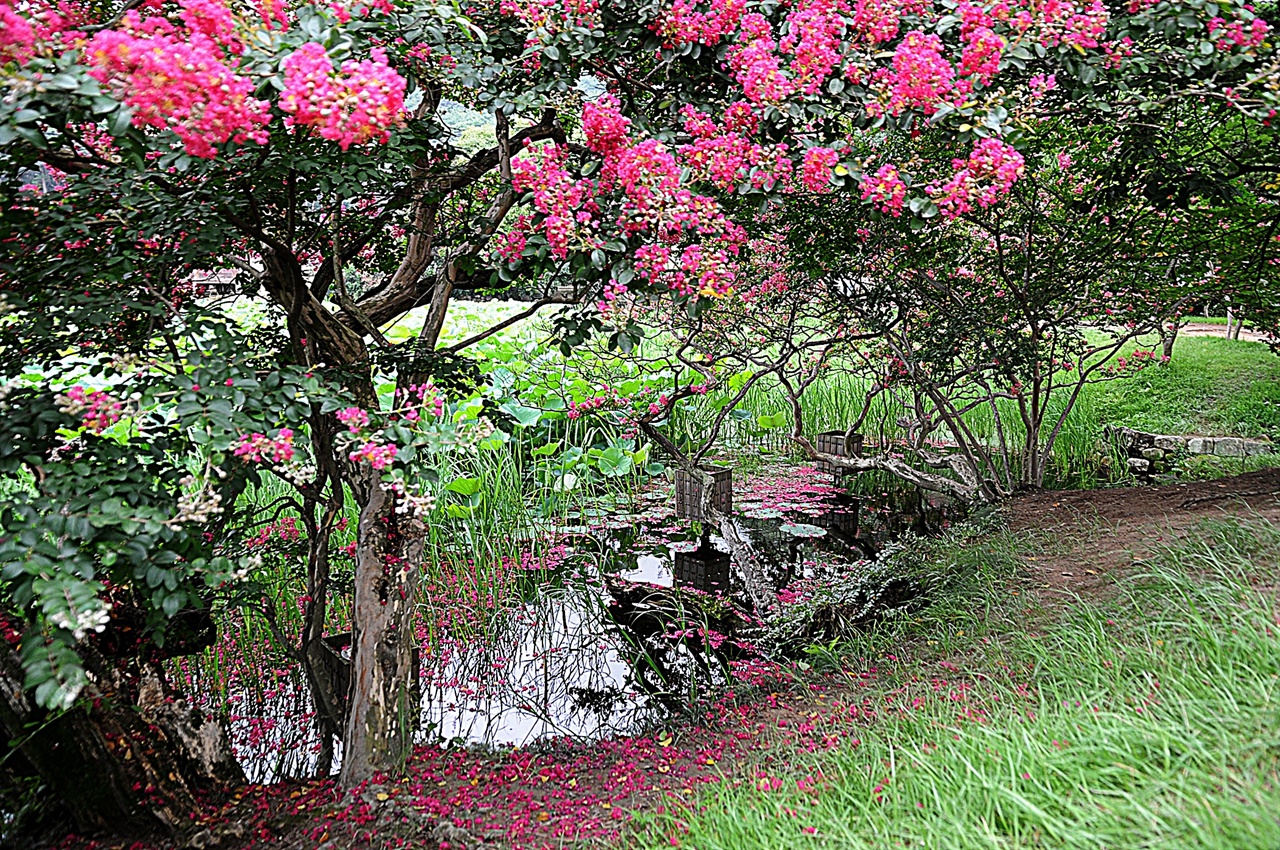 서출지 가장자리의 길을 따라 산책하듯 걸으면 붉은 빛의 백일홍을 자주 만날 수 있다. 8월까지 백일홍은 연꽃과 함께 서출지의 주인공이 된다. 