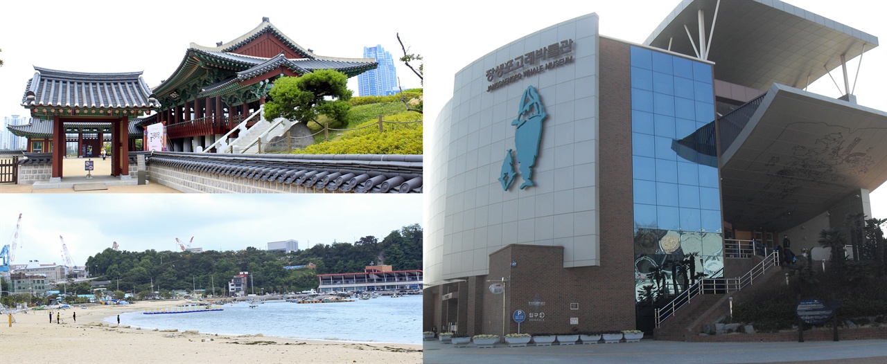 왼쪽 위 태화루, 왼쪽 아래 일산해수욕장, 오른쪽은 장생포고래박물관이다. 오른쪽 사진은 (c) kimhs5400(한국어 위키백과)