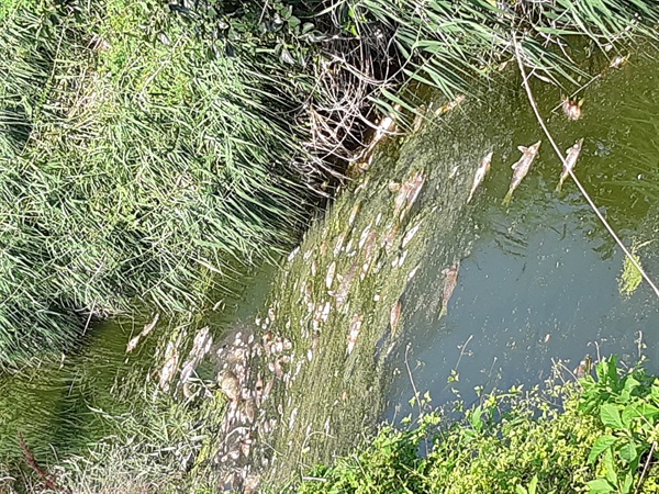 창원 의창구 대산면 우암리 농수로에 물고기 폐사.