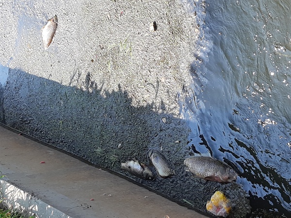 창원 의창구 대산면 우암리 농수로에 물고기 폐사.