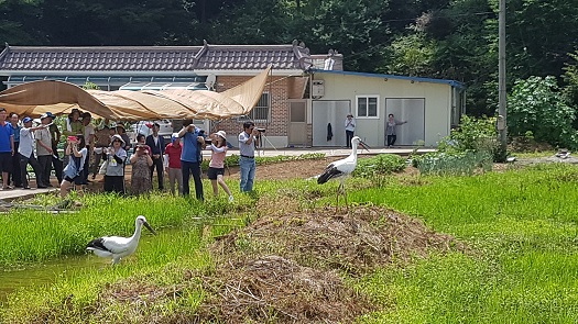  충남 예산군 대술면 궐곡리에서 7마리의 황새가 자연 방사되었다. 