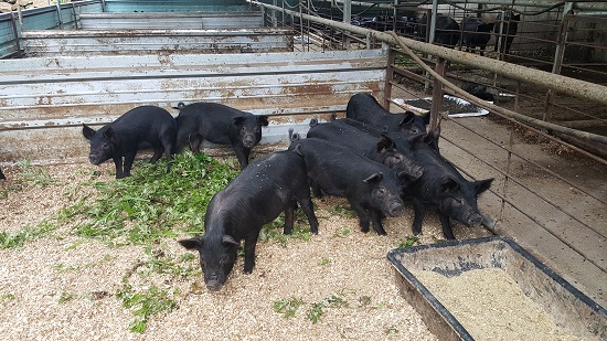 배합사료를 먹지 않고 자급축산을 통해 키우는 정은농원의 돼지는 일반 돼지와 달리 털에 윤기가 나고 귀가 쫑긋하며 냄새가 많이 나지 않는다. 