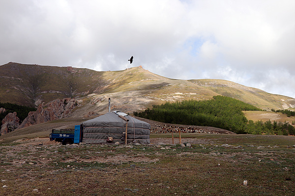 백두산 높이에 사는 유목민 집인 게르 위로 독수리가 날고 있다 