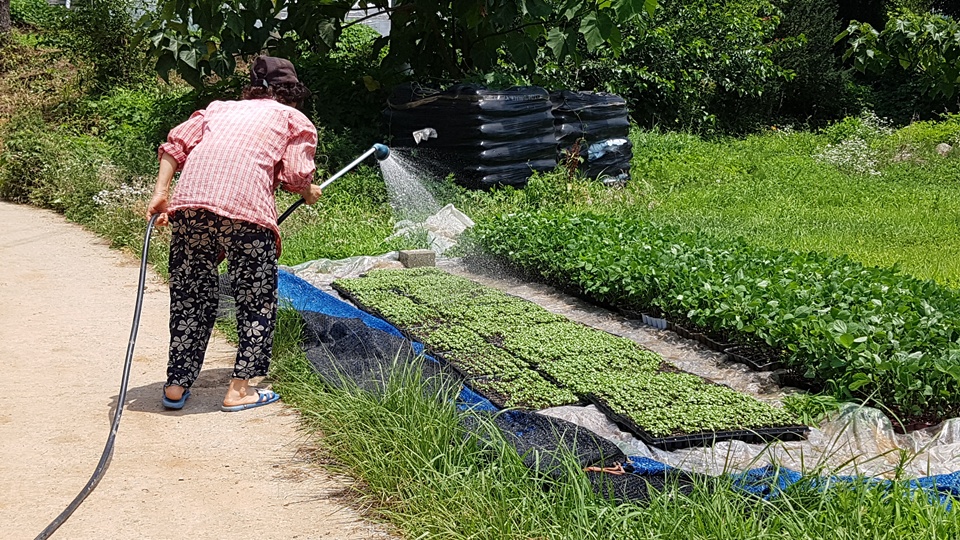 무더운 날씨와 강한 햇빛은 다음 농사를 준비하고 있는 농부들에게도 큰 걱정거리이다. 홍성 홍북면의 한 농가에서는 연신 들깨묘에 물을 주고 있었다.