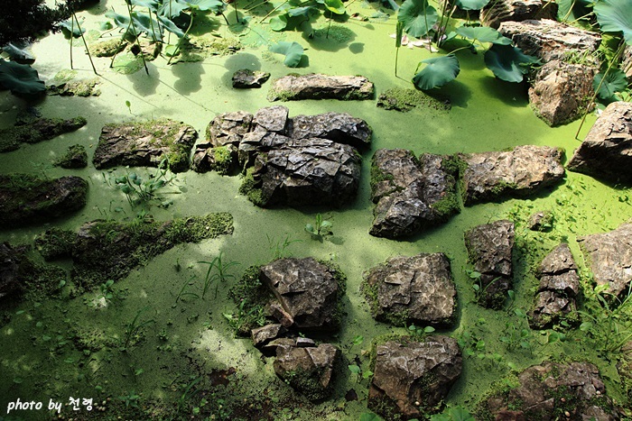 상서로운 돌의 연못인 서석지는 원래 있던 기이한 형상의 암반을 그대로 연못의 정원석으로 활용하는 절묘한 수법을 썼다. 