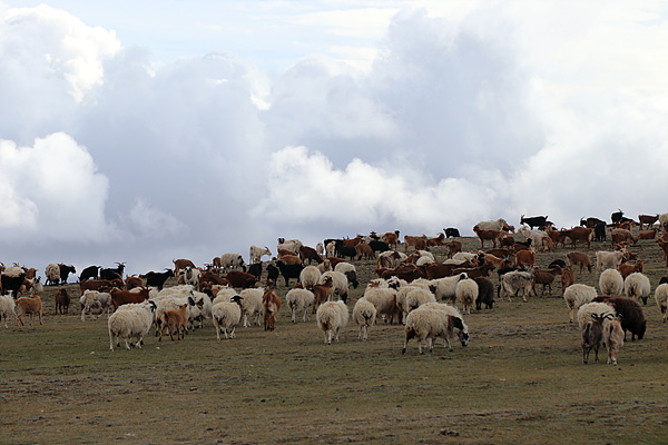 백두산 높이의 산위에서 풀을 뜯고 있는 양과 염소들 모습. 초원은 인간이 아닌 가축들의 몫이었다