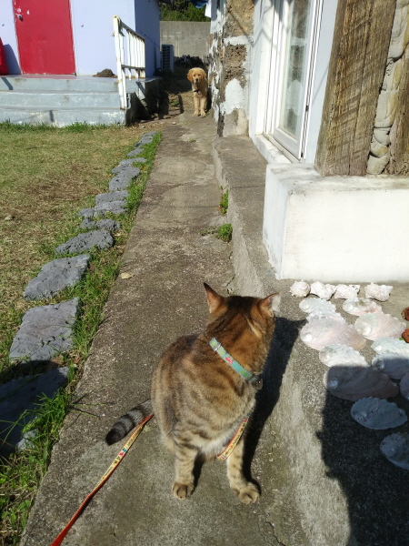  두 발 고양이 강호, 여행을 떠나다