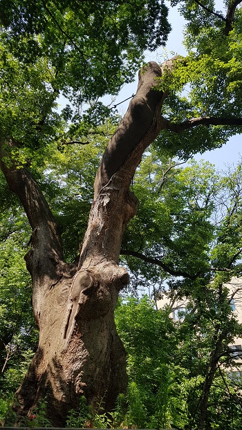 이곳 일본 통감부 터 주변에 수고 23m, 나무둘레 637cm의 450년 된 느티나무가 보호수로 지정돼 보호를 받고 있다.