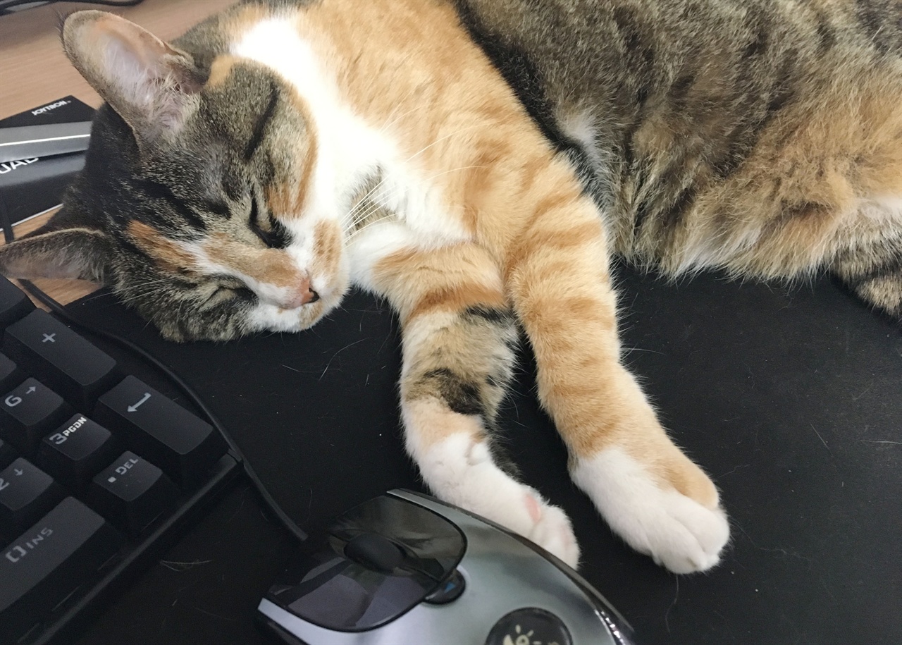 컴퓨터하는 집사 곁으로 와서 잠드는 고양이 제이 